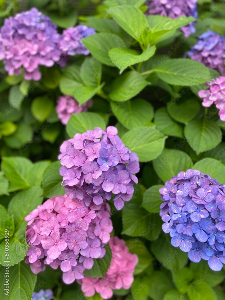 The June summer blossom, the hydrangea season, beautiful range of blues & purples & pinks, colors, year 2022 June 11th, Tokyo Japan street of old town Nezu The June summer blossom, the hydrangea season, beautiful range of blues & purples & pinks, colors, year 2022 June 11th, Tokyo Japan street of old town Nezu