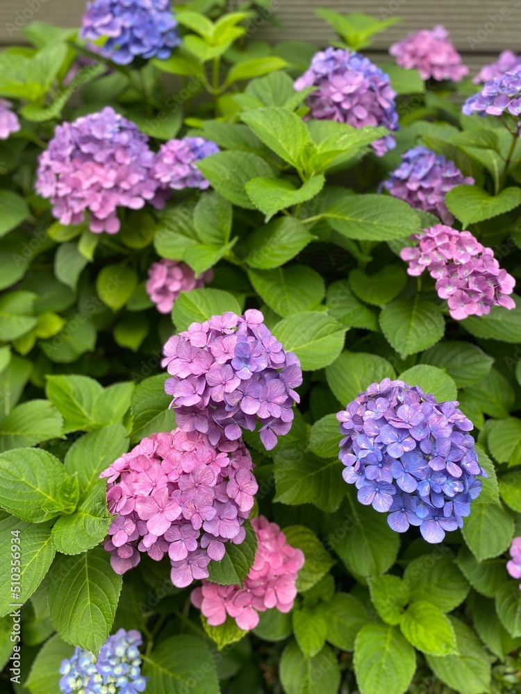 The June summer blossom, the hydrangea season, beautiful range of blues & purples & pinks, colors, year 2022 June 11th, Tokyo Japan street of old town Nezu The June summer blossom, the hydrangea season, beautiful range of blues & purples & pinks, colors, year 2022 June 11th, Tokyo Japan street of old town Nezu