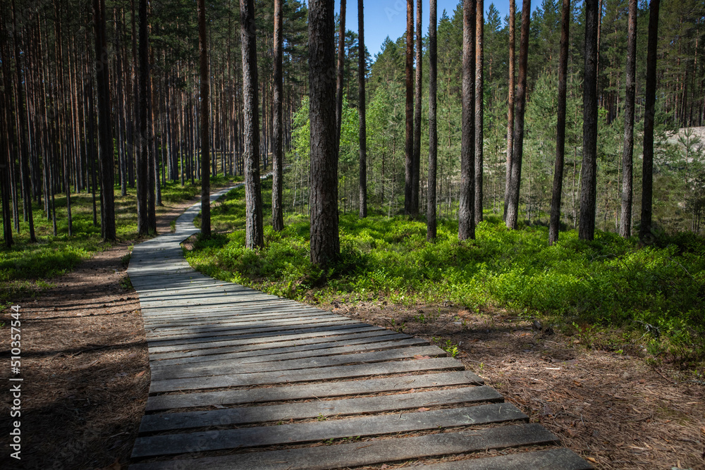 Obraz premium wooden pedestrian bridge over forest, over forest and pond path way pedestrians of stumps adventure, educational in nature. Selective focus. High quality photo