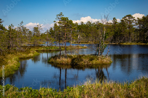 spring landscape in the swamp. small swamp lakes, mosses and swamp pines. small island of swamp water and beautiful reflections