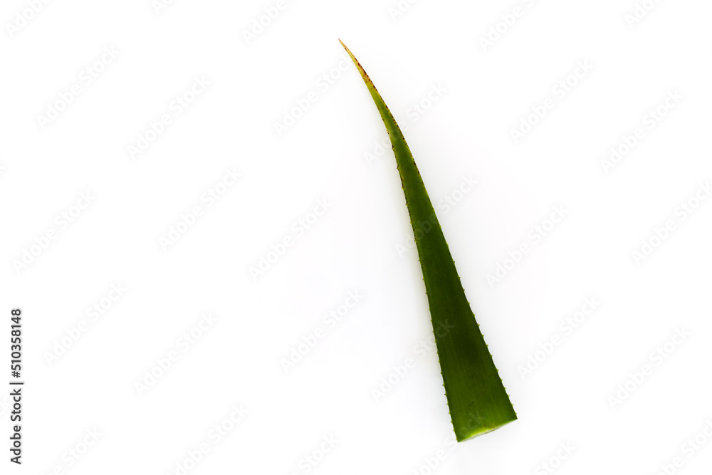 Branch of aloe vera on white background Branch of aloe vera on white background