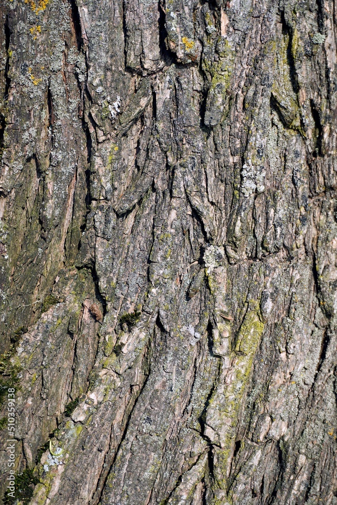 Willow bark texture. Background. Tree trunk. plant details Willow bark texture. Background. Tree trunk. plant details