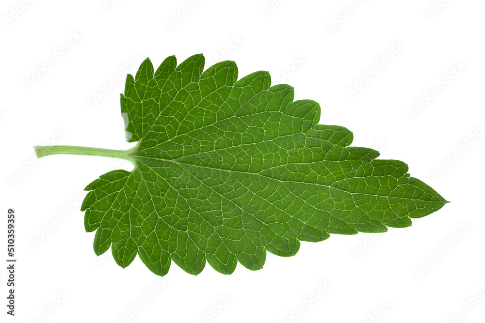Fototapeta premium Nepeta herb leaf closeup