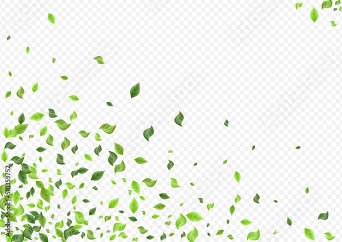 Lime Leaves Herbal Vector Transparent Background
