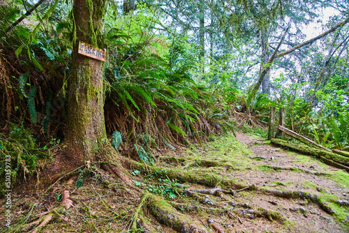 Tree with parking sign and exposed roots