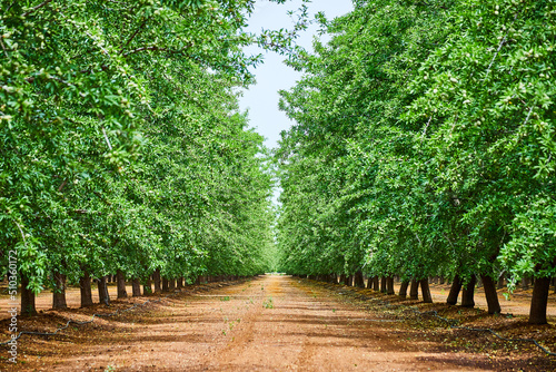 Rows of vibrant green almond trees in farm during spring Fototapet