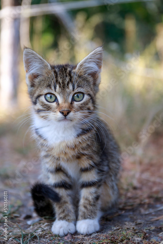 A little kitty © Oleksiy