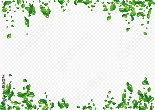 Forest Leaf Nature Vector Transparent Background.