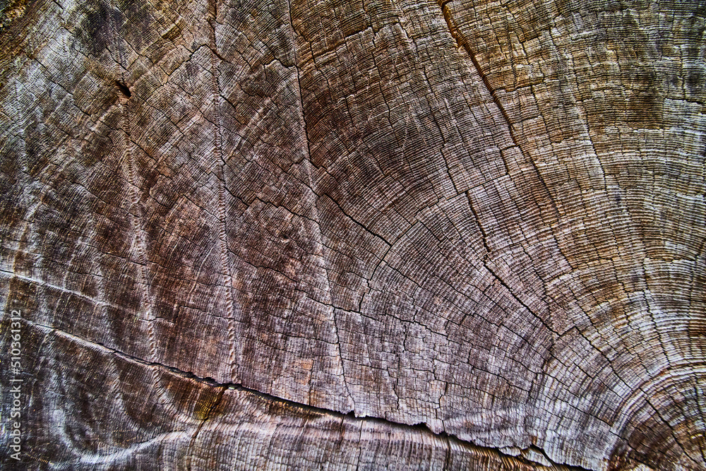 Fototapeta premium Texture detail of Redwood tree rings for centuries