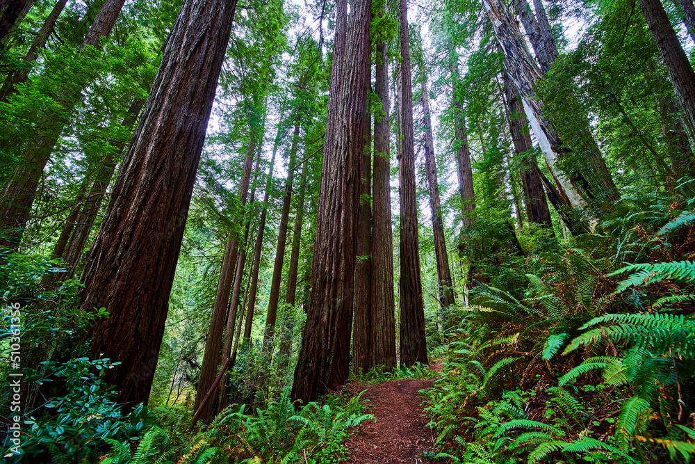 Fototapeta premium Stunning endless Redwood trees in ancient forest along trail