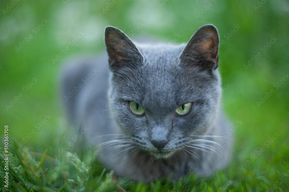 Gray stray cat sits on a green lawn, blurred background of green grass