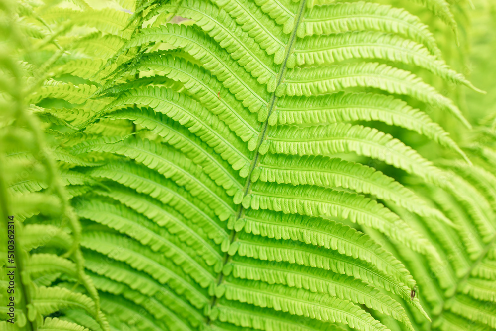 Fototapeta premium Fern leaf texture in nature. Natural green ferns background Fern leaves Close up ferns nature. Fern plants in forest Background of the ferns Nature concept. Green ferns nature. Natural floral fern