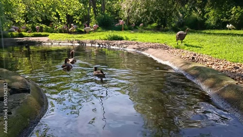 Chestnut Teal Ducks Swim in Zoo Lake photo