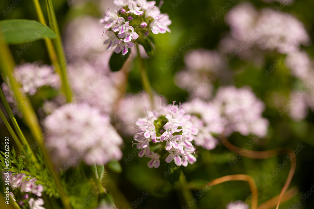 Thyme wild herb blossom with pink flowers on a blurred background
