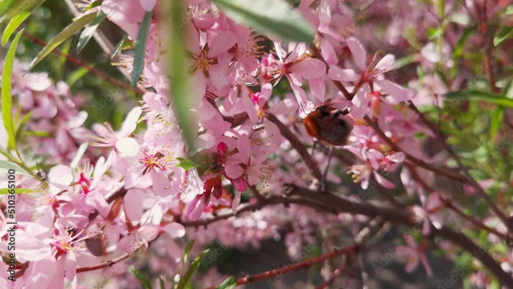 Bee fly near almond flower. Allergy insect macro video. Green grass. Bumblebee garden action. Beautiful blossom and organic fur flight. Ecology life concept. Slow motion. Honeybee worker eating Bee fly near almond flower. Allergy insect macro video. Green grass. Bumblebee garden action. Beautiful blossom and organic fur flight. Ecology life concept. Slow motion. Honeybee worker eating
