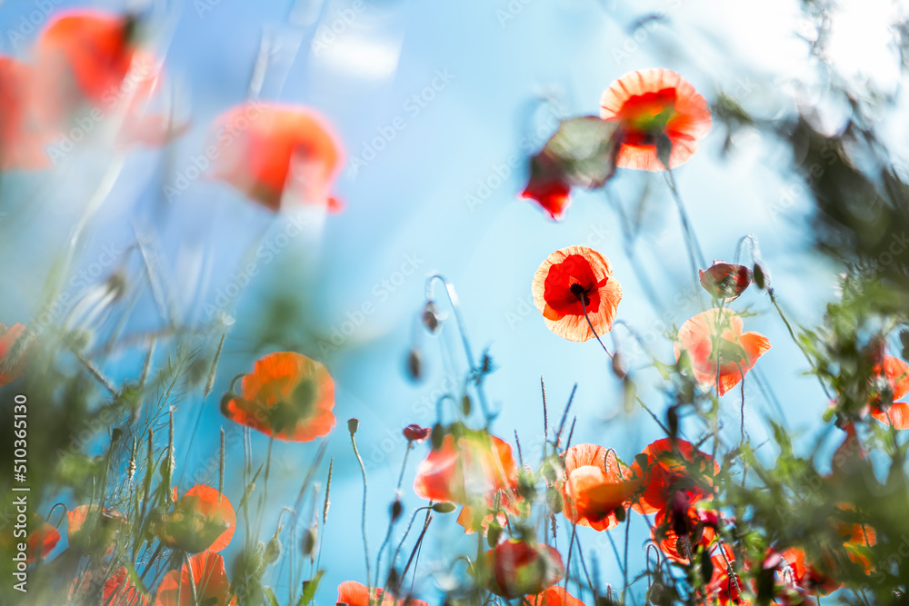 Obraz premium Beautiful red poppies against the blue sky. Natural background