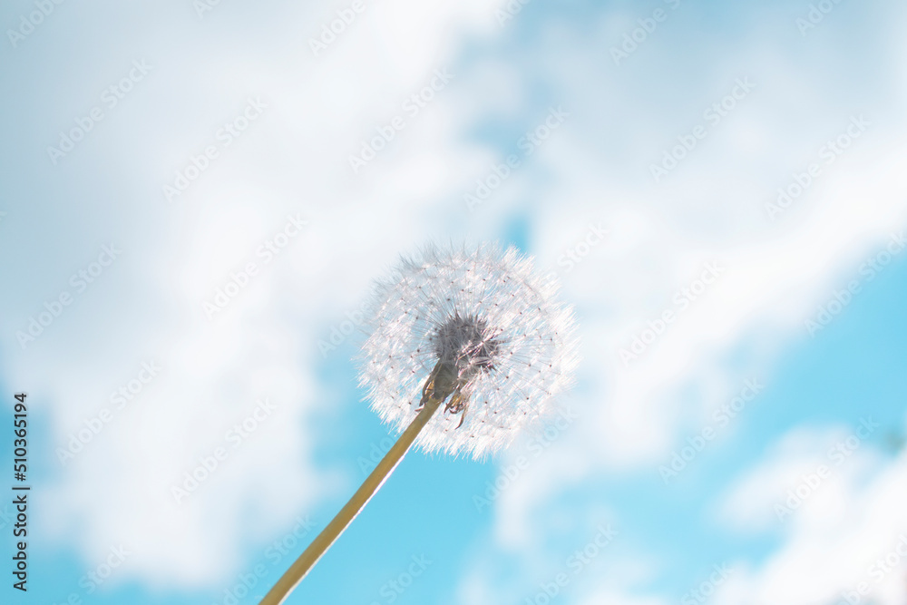 dandelion on the background of a blue sky with clouds. dandelion on the background of a blue sky with clouds.