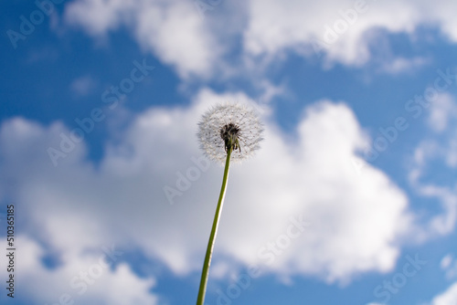 dandelion on the background of a blue sky with clouds.