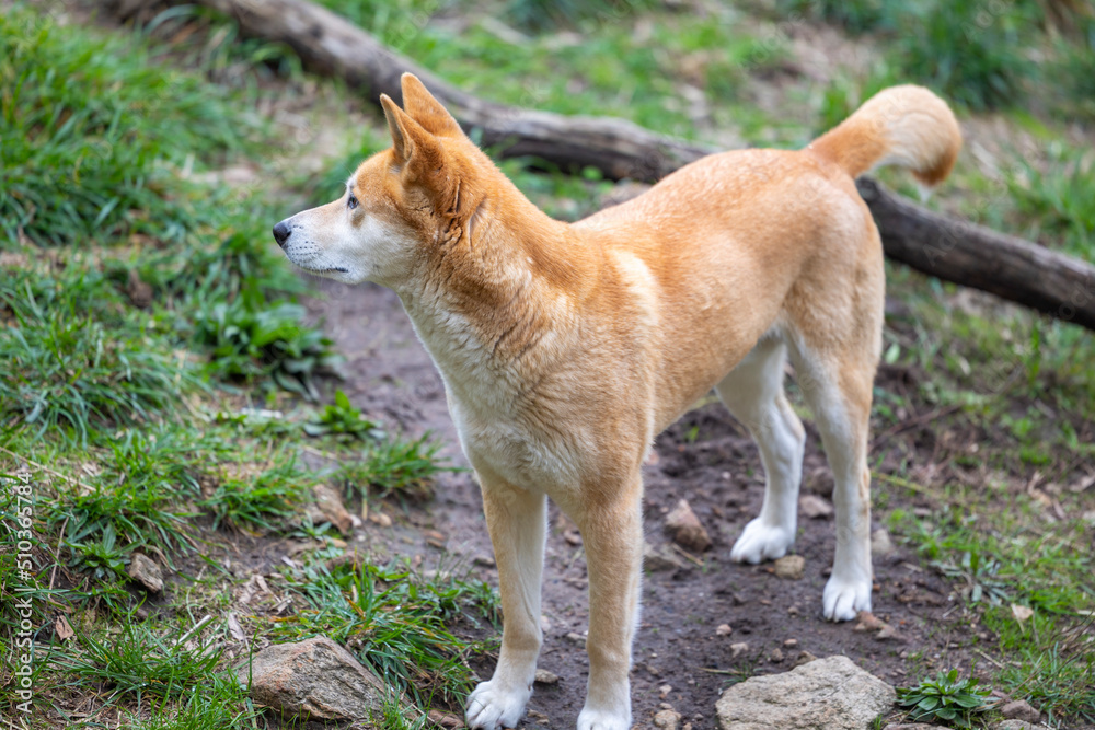 Dingo waiting to be fed at a wildlife conservation park near Adelaide, South Australia Dingo waiting to be fed at a wildlife conservation park near Adelaide, South Australia