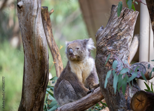 Koala sitting in a tree at the Cleland Conservation Park near Adelaide in South Australia
