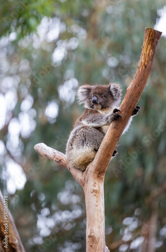 Koala sitting in a tree at the Cleland Conservation Park near Adelaide in South Australia