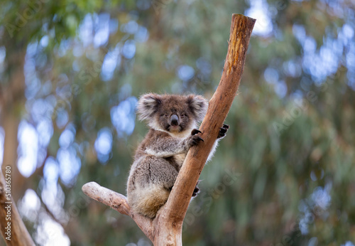 Koala sitting in a tree at the Cleland Conservation Park near Adelaide in South Australia