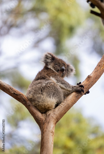 Fototapeta Naklejka Na Ścianę i Meble -  Koala sitting in a tree at the Cleland Conservation Park near Adelaide in South Australia