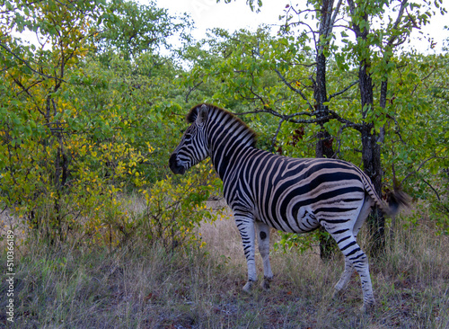 Burchell s zebra isolated in a clump of trees in Africa