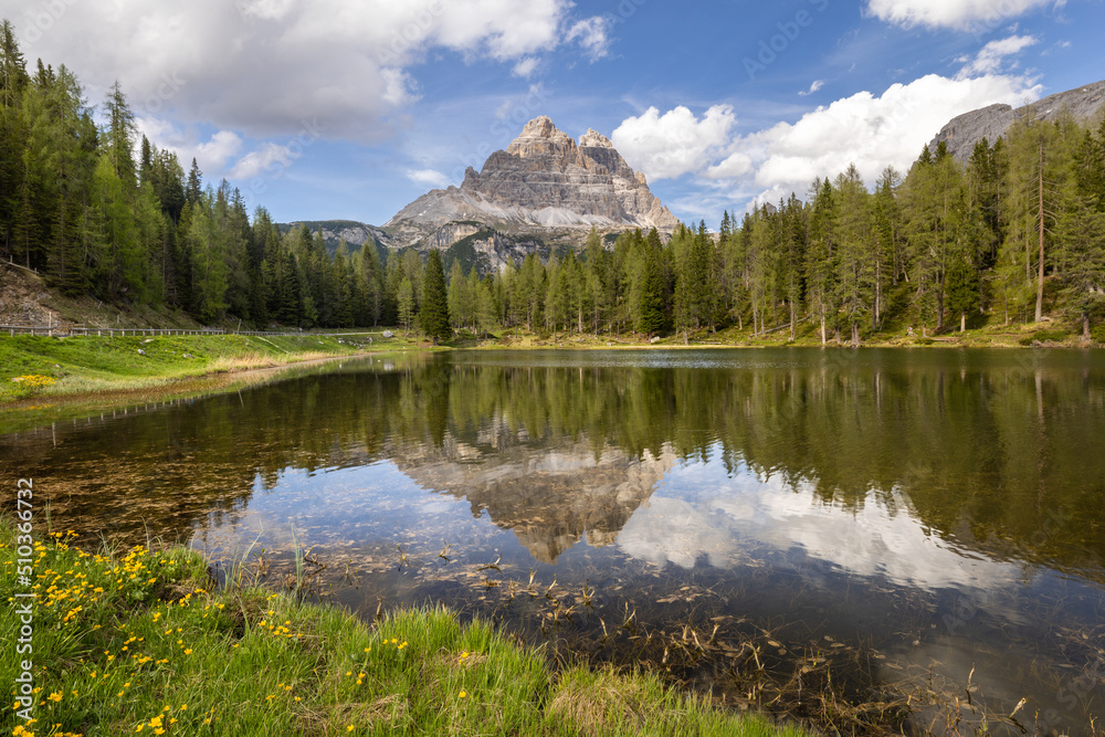 The three peaks of Lavaredo reflected on the D'Antorno lake surrounded by a wood of pine trees, under a blue sky with puffy clouds