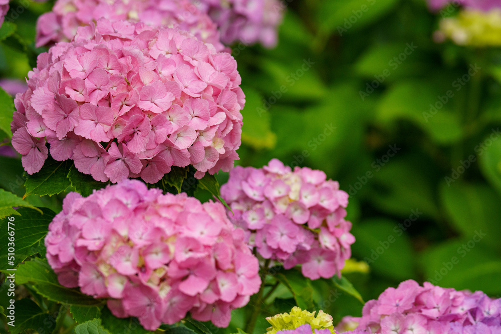 雨上がりに鮮やかな紫陽花の花