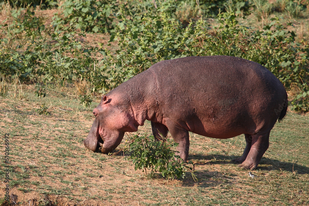 Flußpferd / Hippopotamus / Hippopotamus amphibius Flußpferd / Hippopotamus / Hippopotamus amphibius