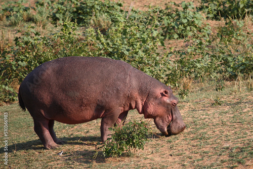 Flußpferd / Hippopotamus / Hippopotamus amphibius