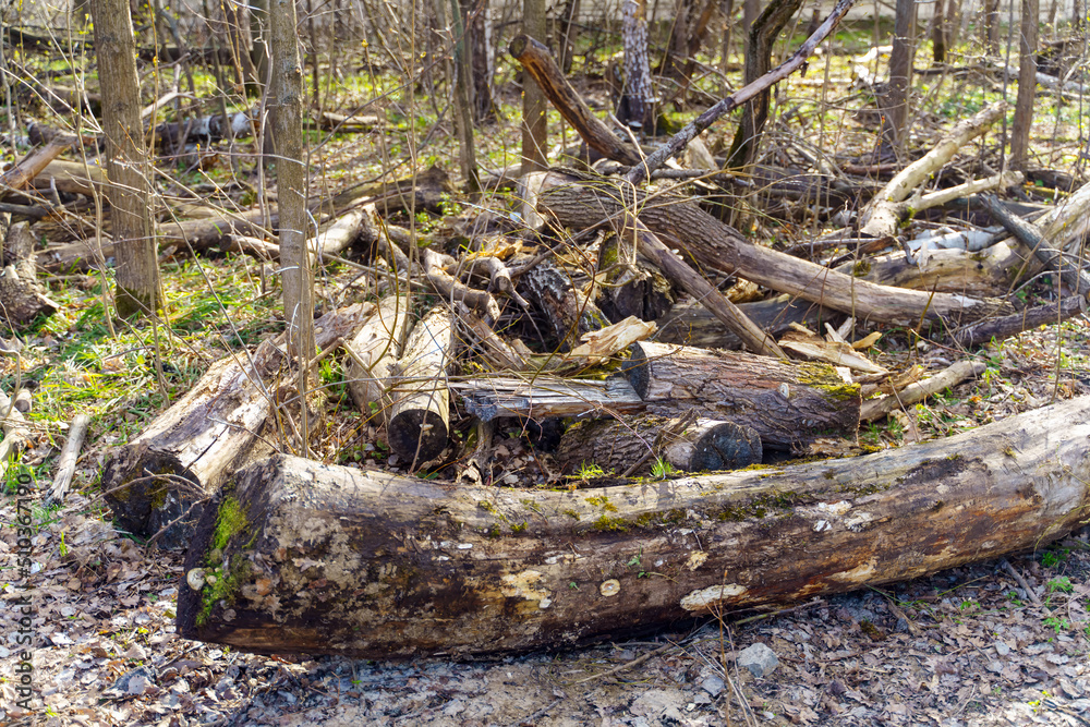 Trees in the forest sawn abandoned on felling Trees in the forest sawn abandoned on felling