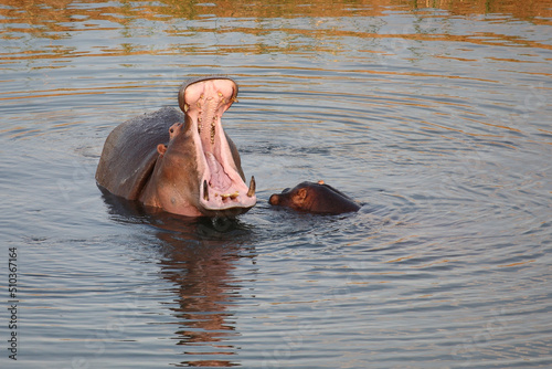 Flußpferd / Hippopotamus / Hippopotamus amphibius.....