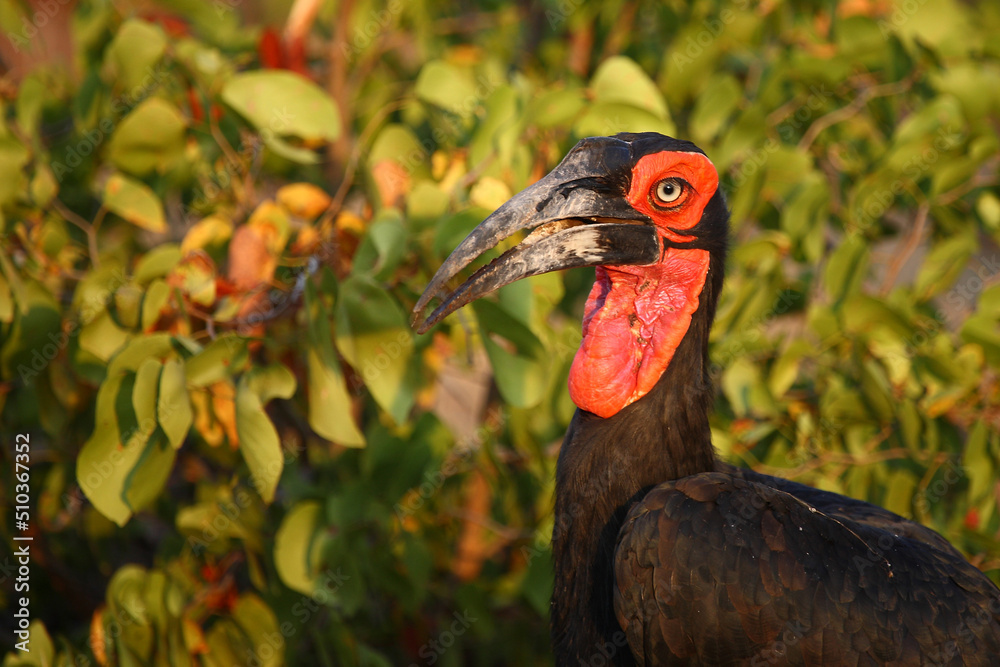 Naklejka premium Kaffernhornrabe / Southern ground hornbill / Bucorvus leadbeateri