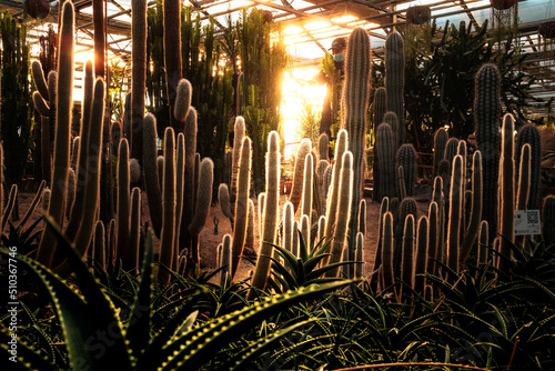 Cactus garden