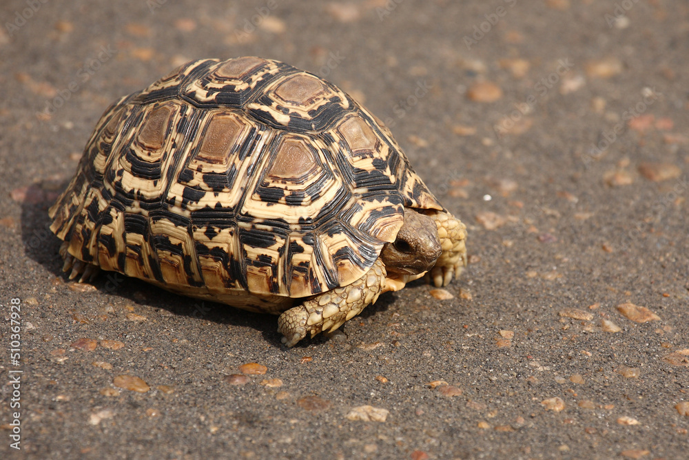 Leopardenschildkröte / Leopard tortoise / Geochelone pardalis Leopardenschildkröte / Leopard tortoise / Geochelone pardalis