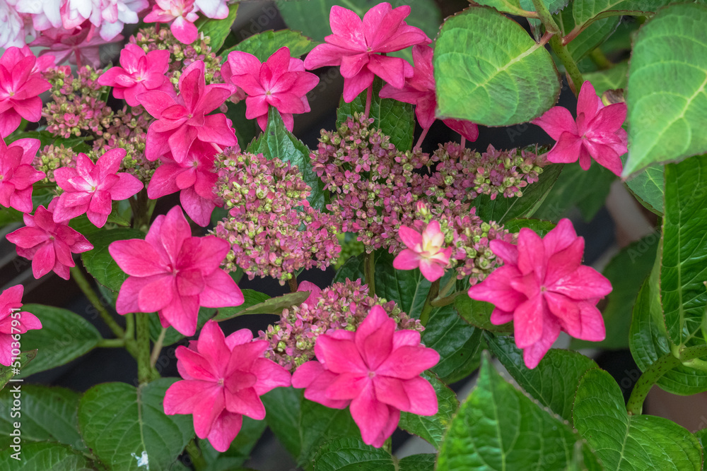 あでやかなあじさい ダンスパーティー