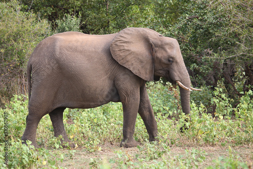 Afrikanischer Elefant   African elephant   Loxodonta africana