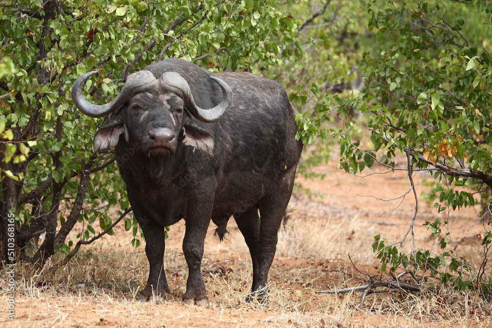Kaffernbüffel / African buffalo / Syncerus caffer Kaffernbüffel / African buffalo / Syncerus caffer