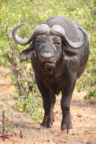 Kaffernb  ffel   African buffalo   Syncerus caffer