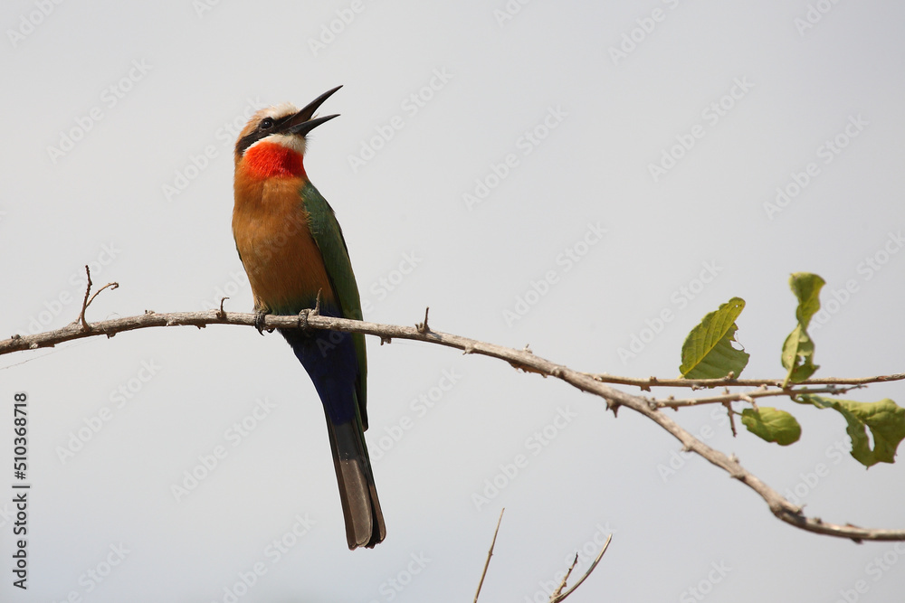 Weißstirnspint / White-fronted bee-eater / Merops bullockoides Weißstirnspint / White-fronted bee-eater / Merops bullockoides