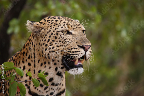 Leopard / Leopard / Panthera pardus... © Ludwig