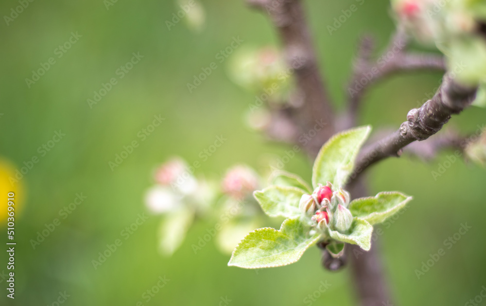Pink flowers of a blossoming apple tree on a sunny day close-up in nature outdoors. Apple tree blossoms in spring. Selective focus. Beautiful apple orchard plantation. Pink flowers of a blossoming apple tree on a sunny day close-up in nature outdoors. Apple tree blossoms in spring. Selective focus. Beautiful apple orchard plantation.