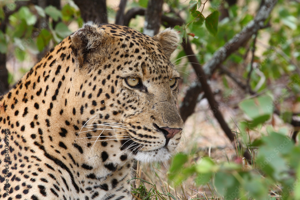 Leopard / Leopard / Panthera pardus. Leopard / Leopard / Panthera pardus.