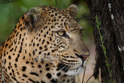 Leopard   Leopard   Panthera pardus.