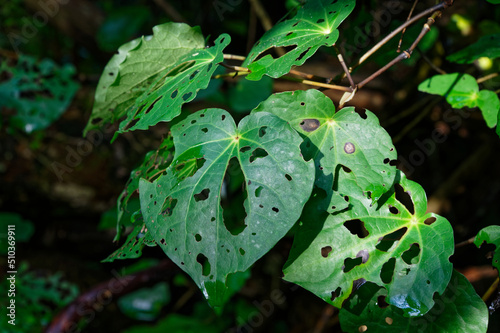 Kawakawa leaves pocked with holes caused by the looper caterpillar Cleora scriptaria.