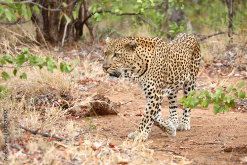 Leopard / Leopard / Panthera pardus.