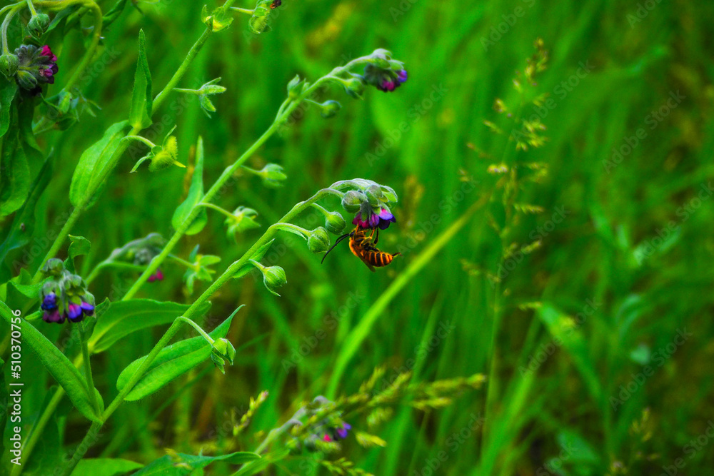 Fototapeta premium plants in meadows in early summer, flowering and growth 