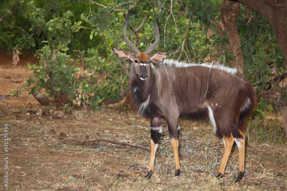 Fototapeta premium Nyala / Nyala / Tragelaphus angasii.